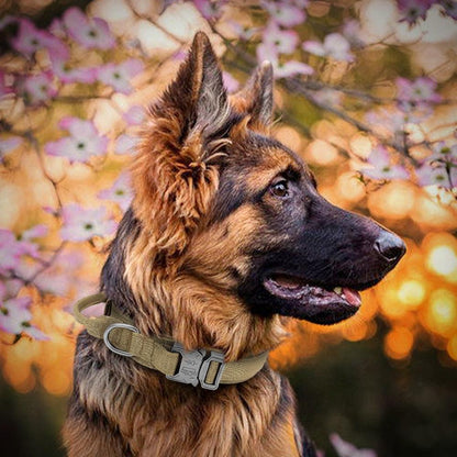 Coleira Tática Militar Para Cães Ultra Reforçada